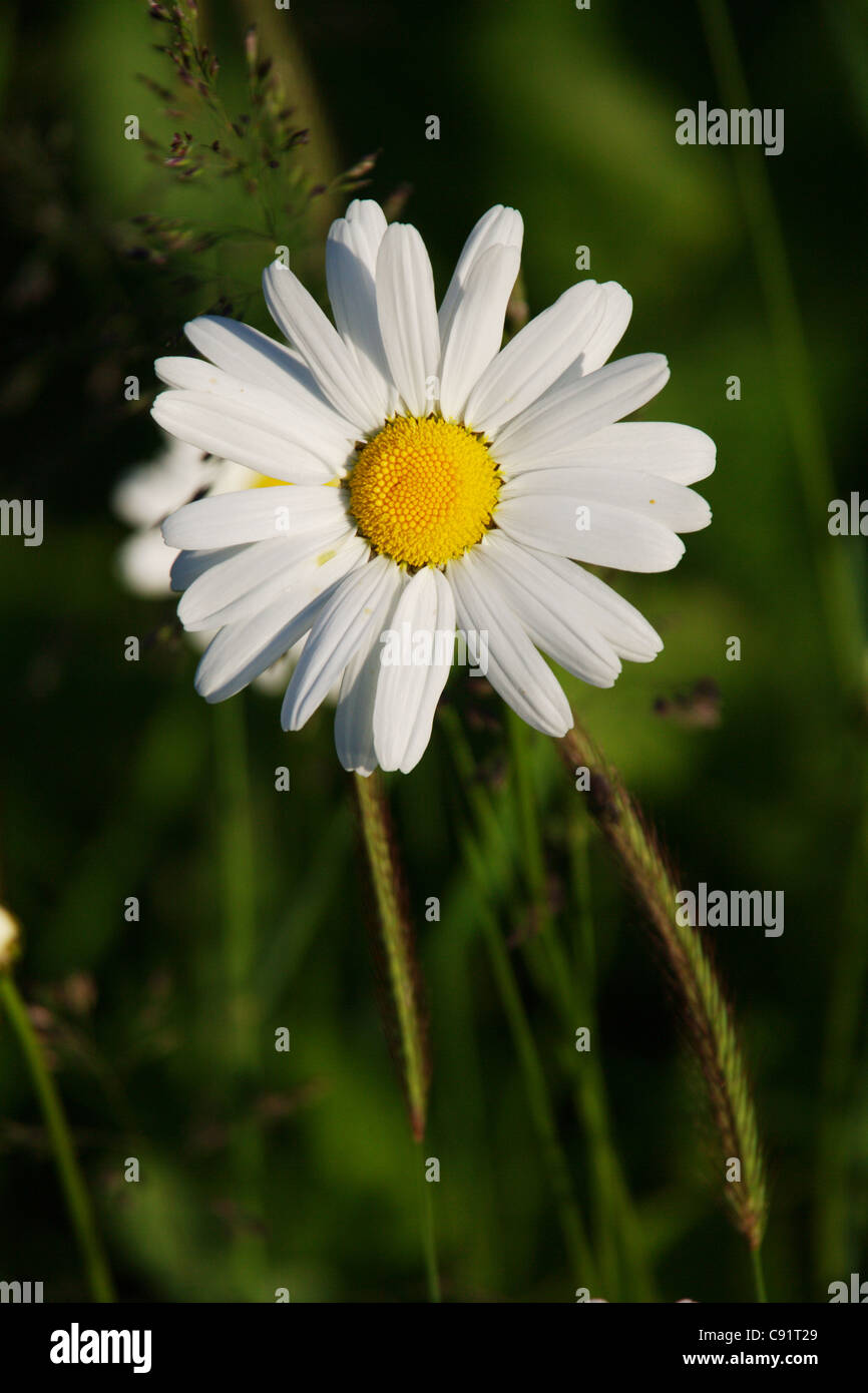 Fleurs blanc jaune daisy Alaska nature détente centre floral apaisant saison printemps été Banque D'Images