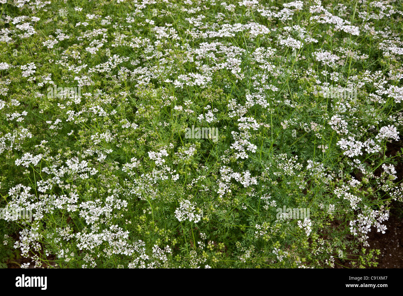 Floraison de coriandre en champ, également connu sous le nom de coriandre. Banque D'Images