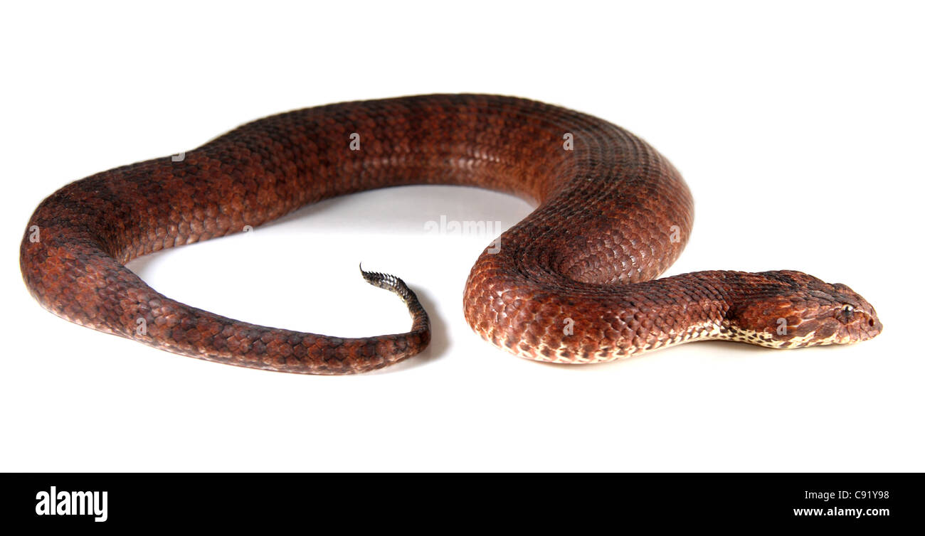 Death Adder acanthophis commun antacticus Banque D'Images