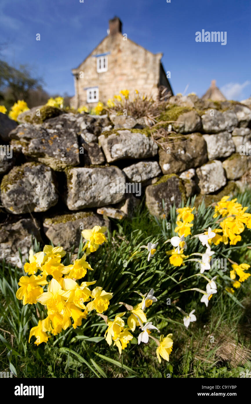 Mur de pierre de jonquilles dans Village North Yorkshire Angleterre Rievaulx Banque D'Images