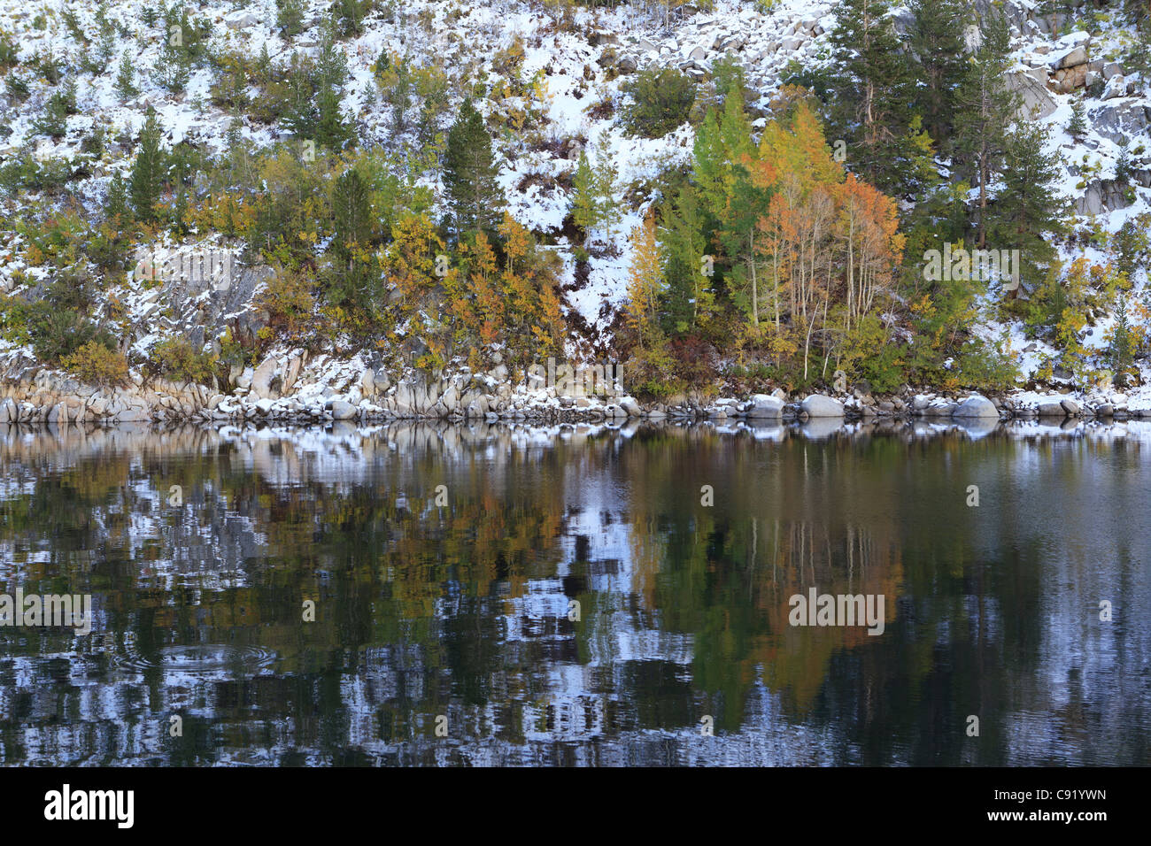 Au cours de l'automne tremble un lac de montagne dans la Sierra Nevada, en Californie Banque D'Images