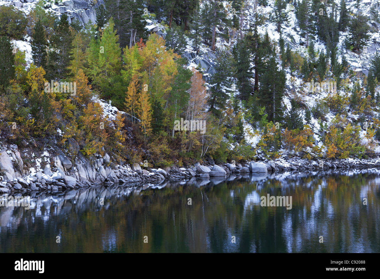 Tremble le long de la rive d'un lac de montagne dans la Sierra Nevada, en Californie Banque D'Images