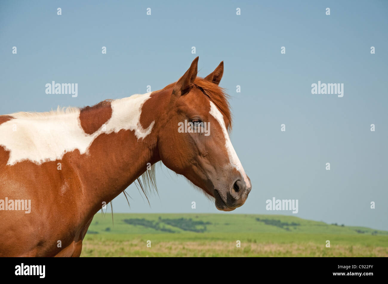 Jeune cheval avec peinture de fond des prairies Banque D'Images