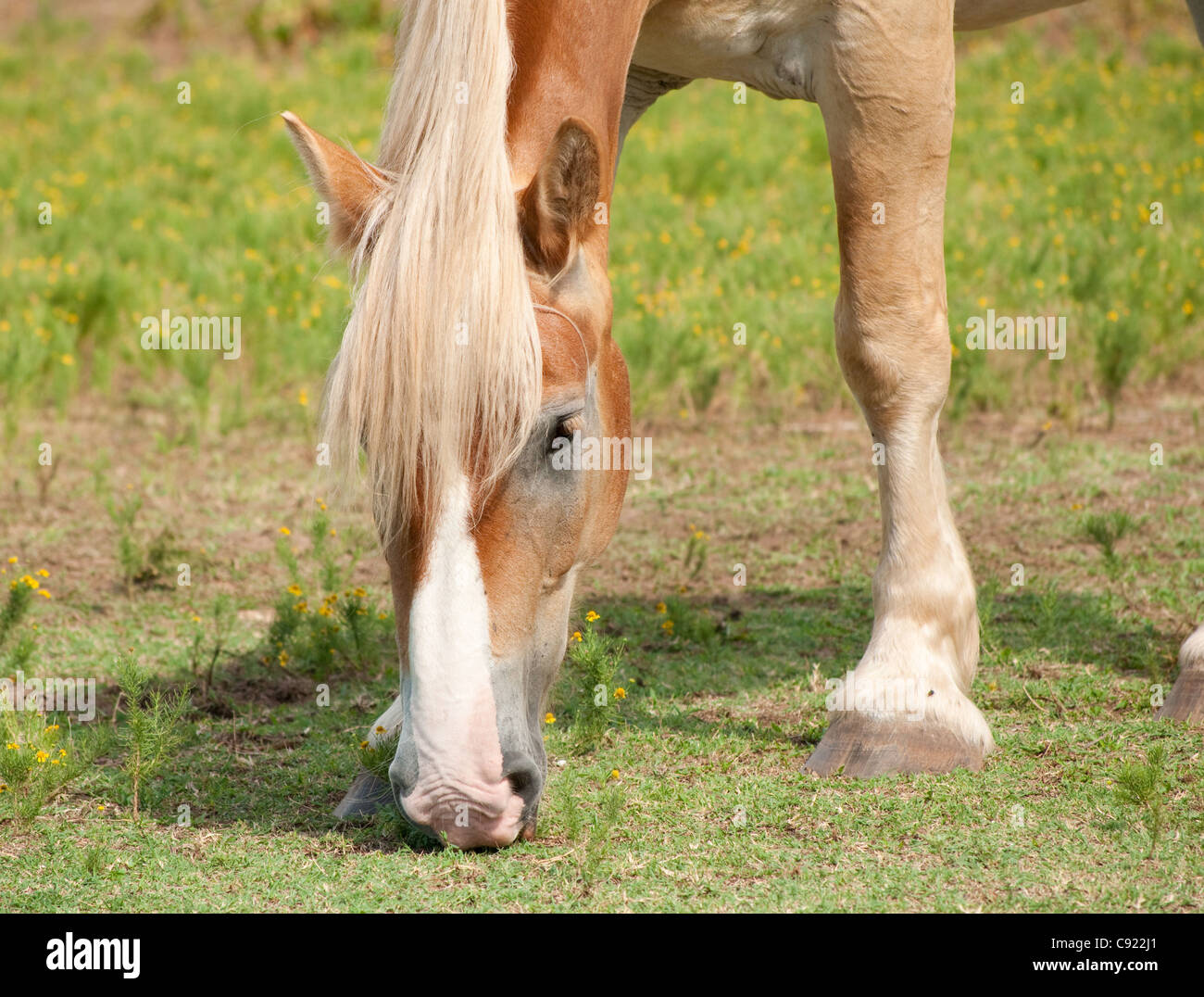 Libre d'une belle blonde Cheval de Trait Belge le pâturage en été Banque D'Images
