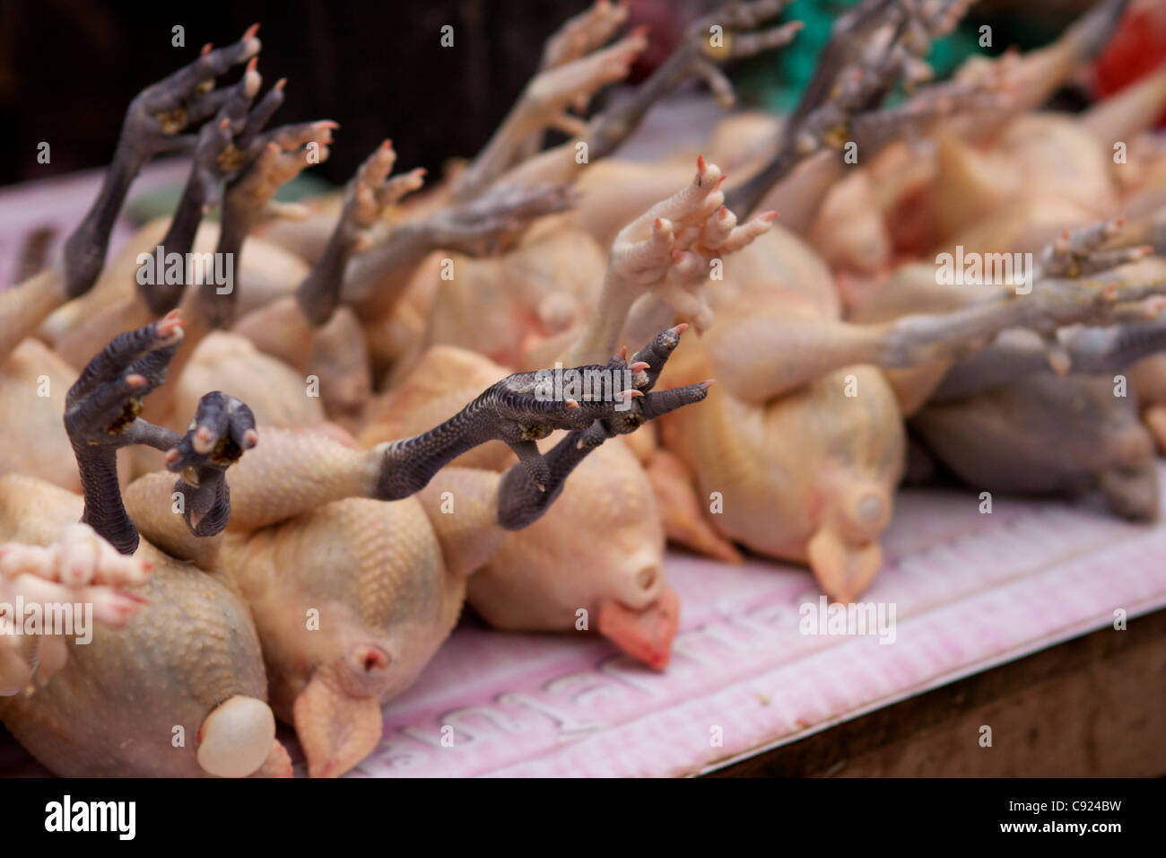 Le poulet frais avec leurs pieds encore attaché à la vente au marché de l'alimentation en début de matinée,Luang Prabang Luang Prabang Banque D'Images