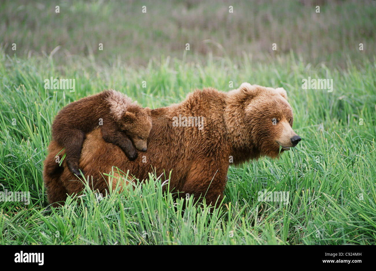 Les oursons grizzlis ride sur le dessus de leur mère alors qu'elle se promène dans l'herbe près de la rivière McNeil. L'été au sud-ouest de l'Alaska. Banque D'Images