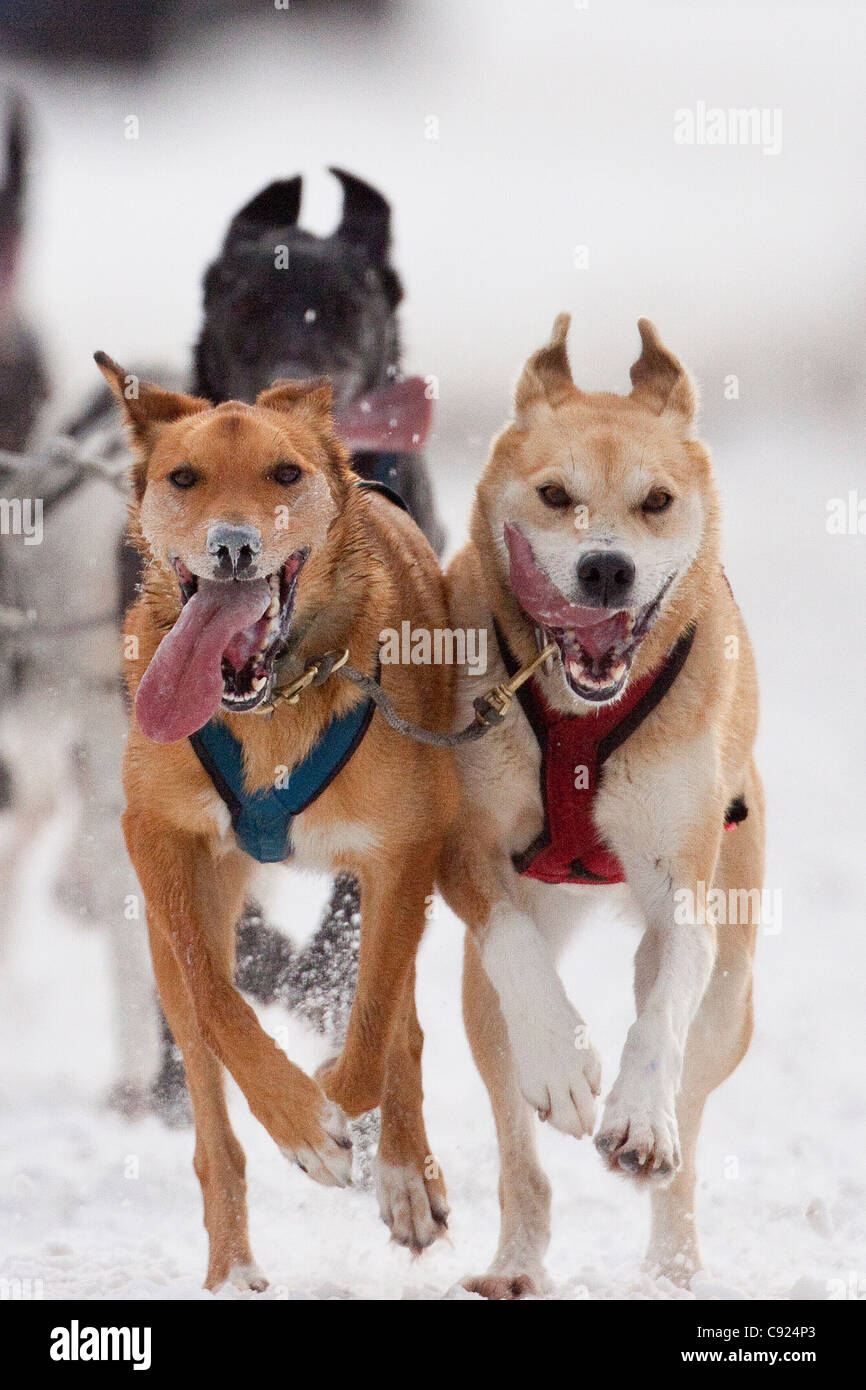 Close up de conduire les chiens de traîneau Rondy Fourrure Sleddog Race, Championnat du Monde 2011, Anchorage, Southcentral Alaska, Winter Banque D'Images