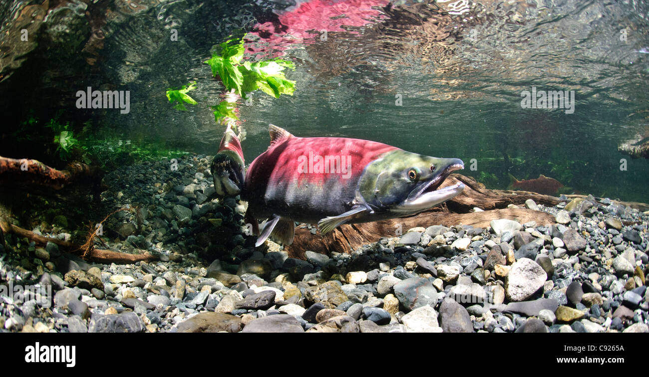 Vue sous-marine de saumons rouges dans le ruisseau d'alimentation de frai, Delta de la rivière Copper près de Cordova, Prince William Sound, Alaska Banque D'Images