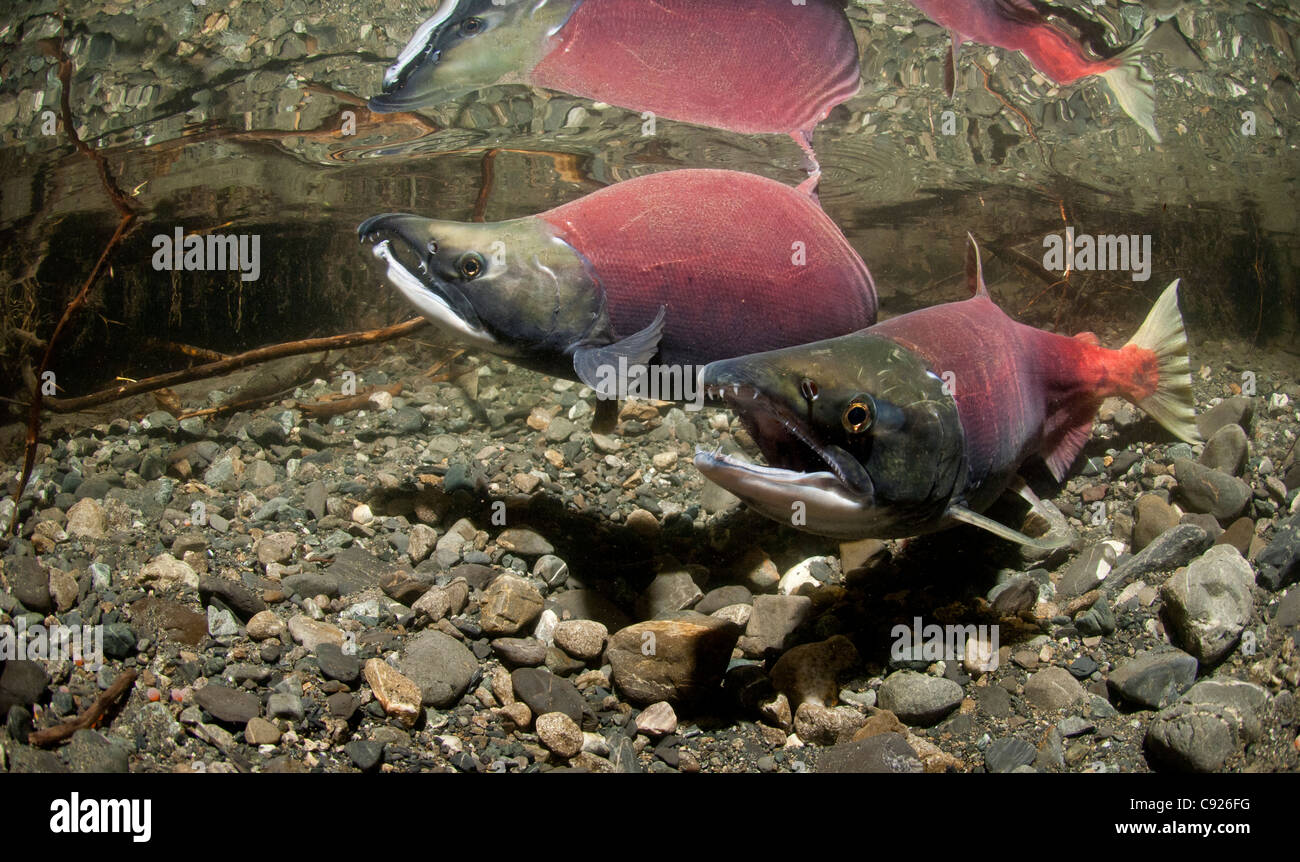 Vue sous-marine de saumons rouges adultes jumelés pour le frai dans le ruisseau d'alimentation, Delta de la rivière Copper, Prince William Sound, Alaska Banque D'Images