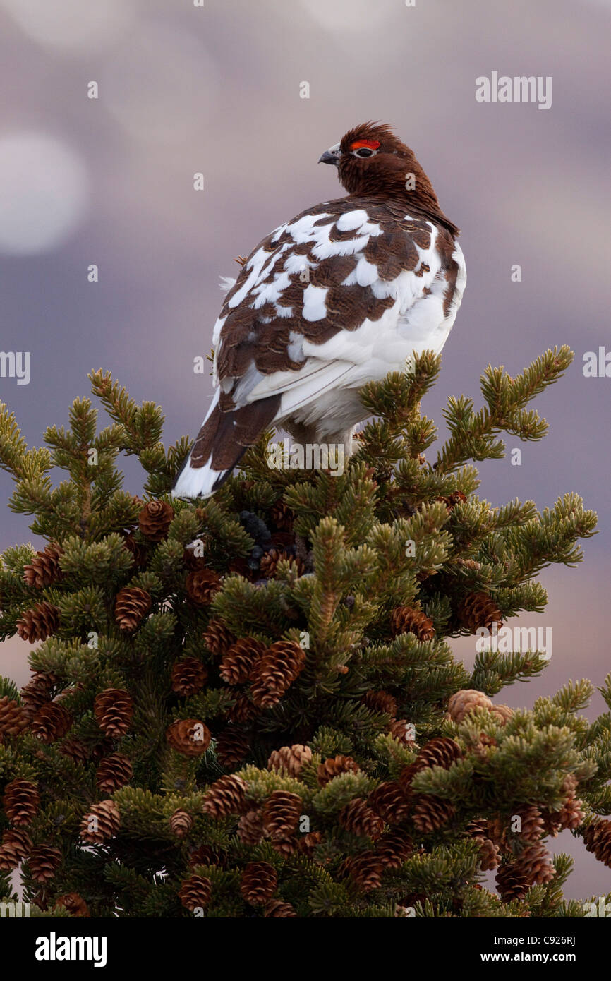 Lagopède mâle avec le changement de plumage est perché sur une épinette dans le parc national Denali, l'intérieur de l'Alaska, le printemps Banque D'Images