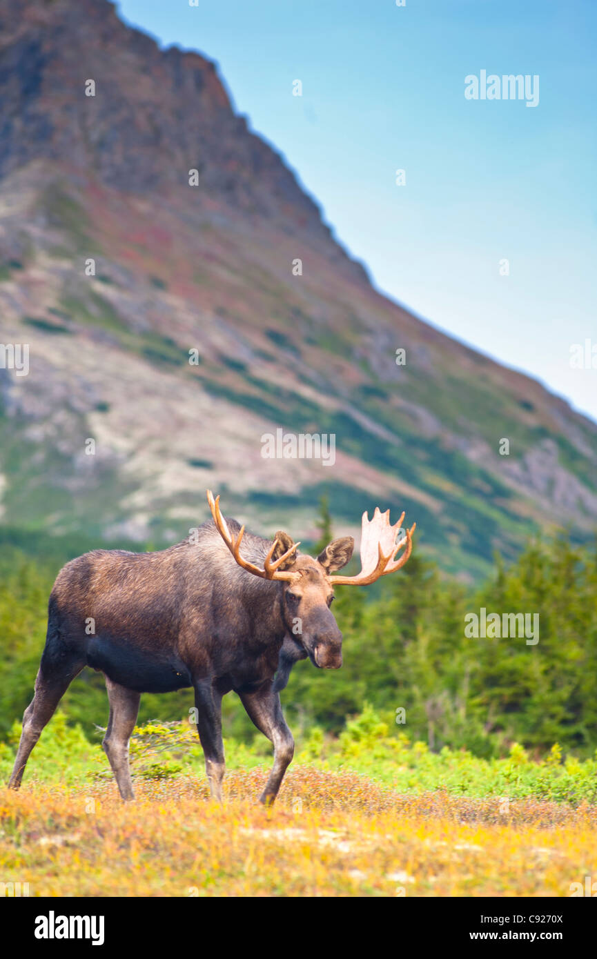 Un orignal mâle en rut marcher dans une zone boisée près de col Powerline Chugach State Park, à Anchorage, Southcentral Alaska, automne Banque D'Images