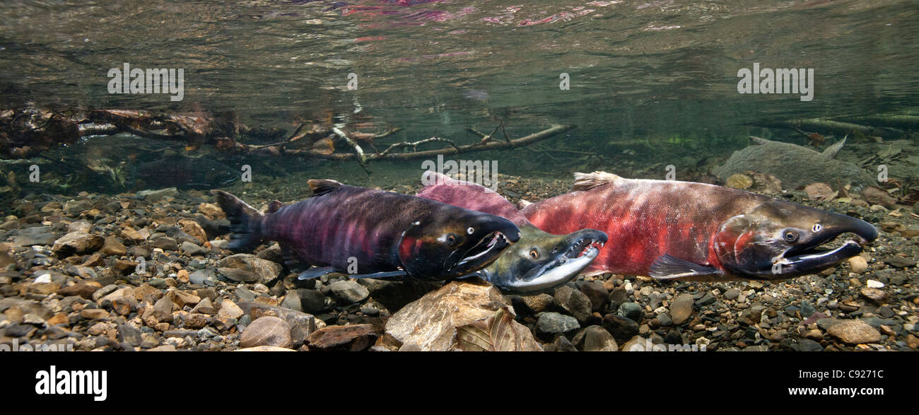 Vue sous-marine du saumon coho et du saumon sur la frayère du ruisseau au pouvoir, Delta de la rivière Copper, Prince William Sound, Alaska Banque D'Images