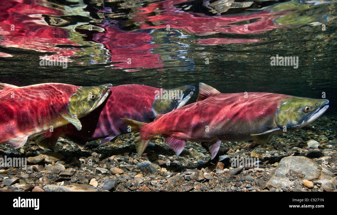 Vue sous-marine de saumons rouges matures sur la frayère du ruisseau au pouvoir, Delta de la rivière Copper, Prince William Sound, Alaska Banque D'Images