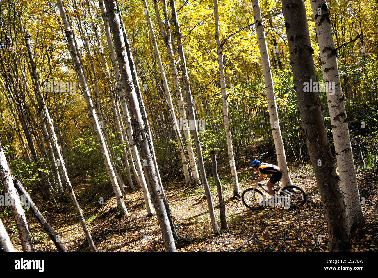 Cycliste féminine à cheval sur un sentier dans une forêt de bouleaux à Ester Dome, Fairbanks, Alaska, automne Banque D'Images