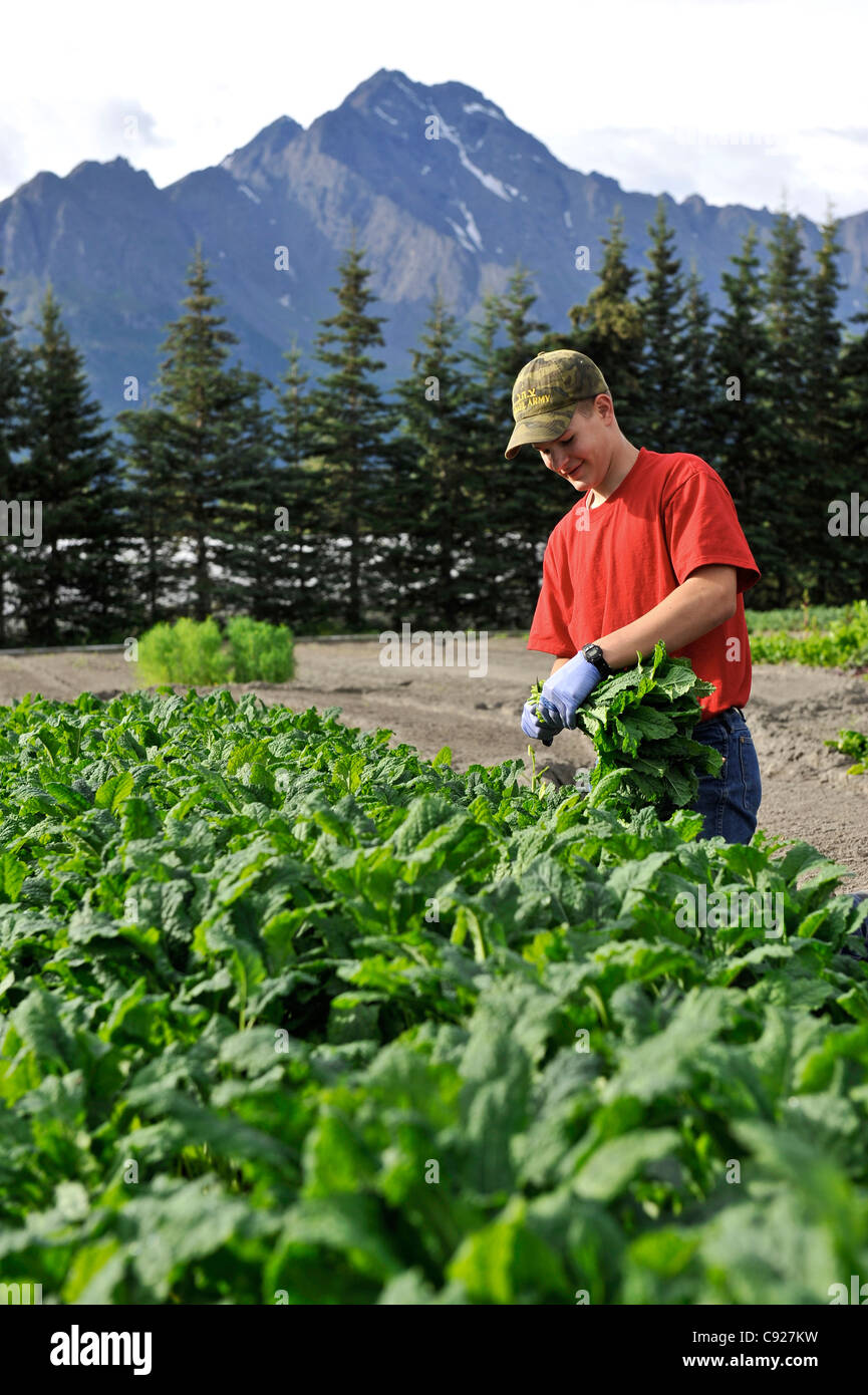 Garçon prend des légumes dans une ferme biologique dans la vallée de Matanuska près de Palmer, Southcentral Alaska, l'été Banque D'Images