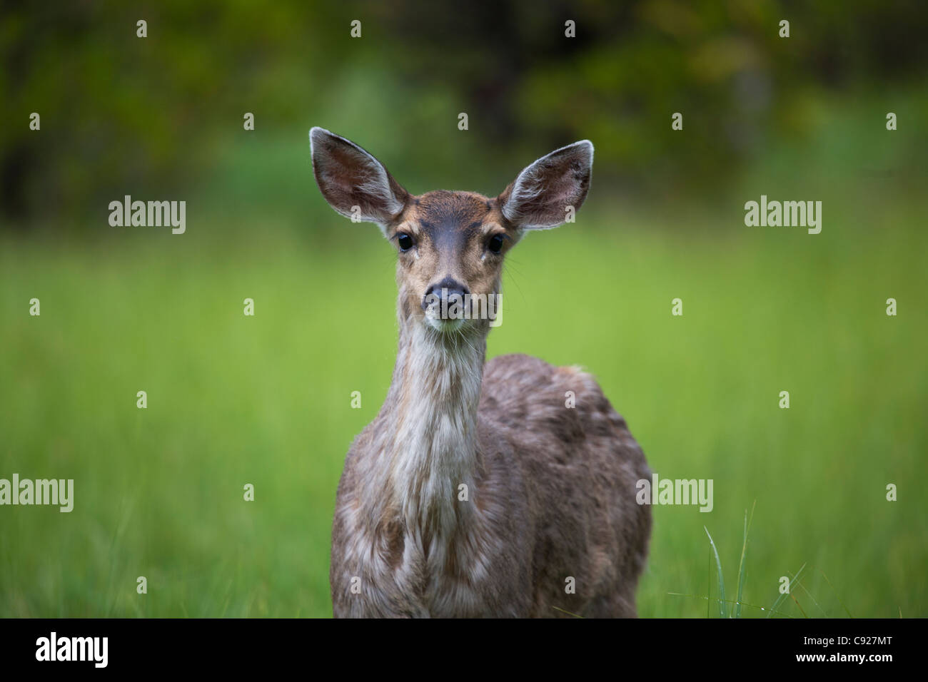 Près d'un cerf à queue noire de Sitka sur l'Île du Prince de Galles, la Forêt nationale de Tongass, sud-est de l'Alaska, l'été Banque D'Images