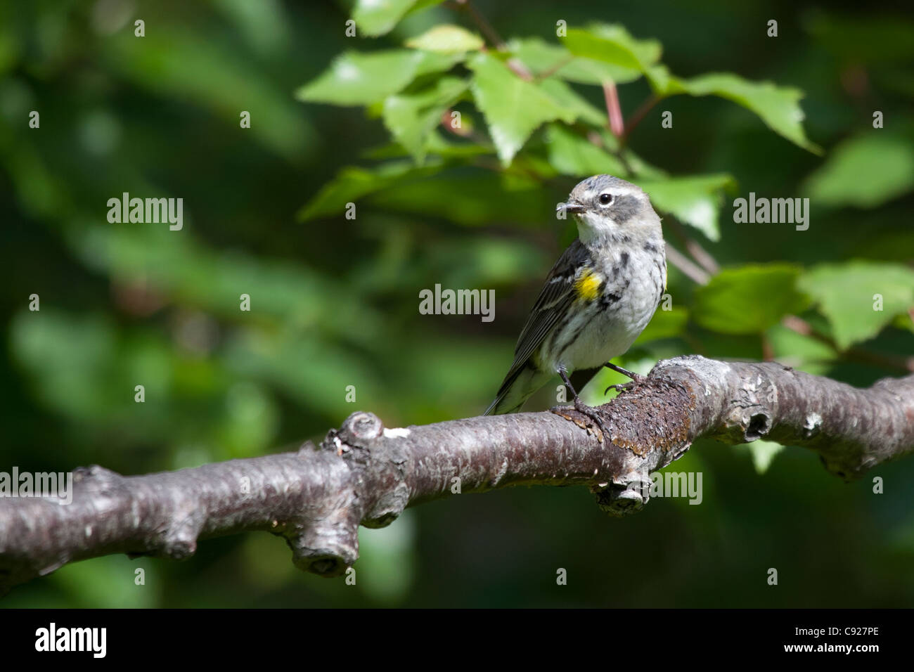 Paruline à croupion jaune assis sur une branche, Lake Clark National Park, Southcentral Alaska, l'été Banque D'Images