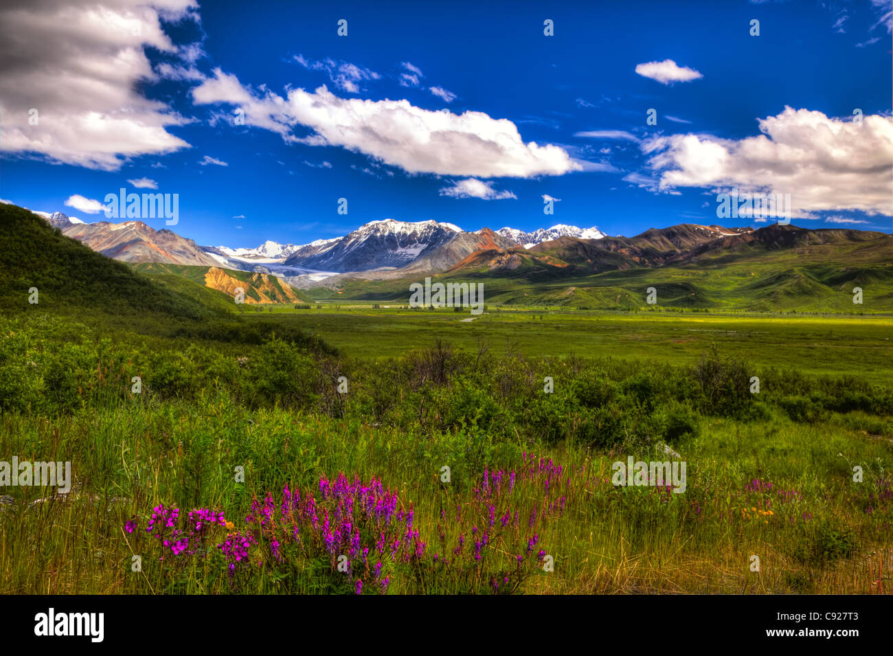 Vue panoramique du glacier Gulkana du Richardson Highway avec au premier plan l'épilobe, Southcentral Alaska, l'été, HDR Banque D'Images