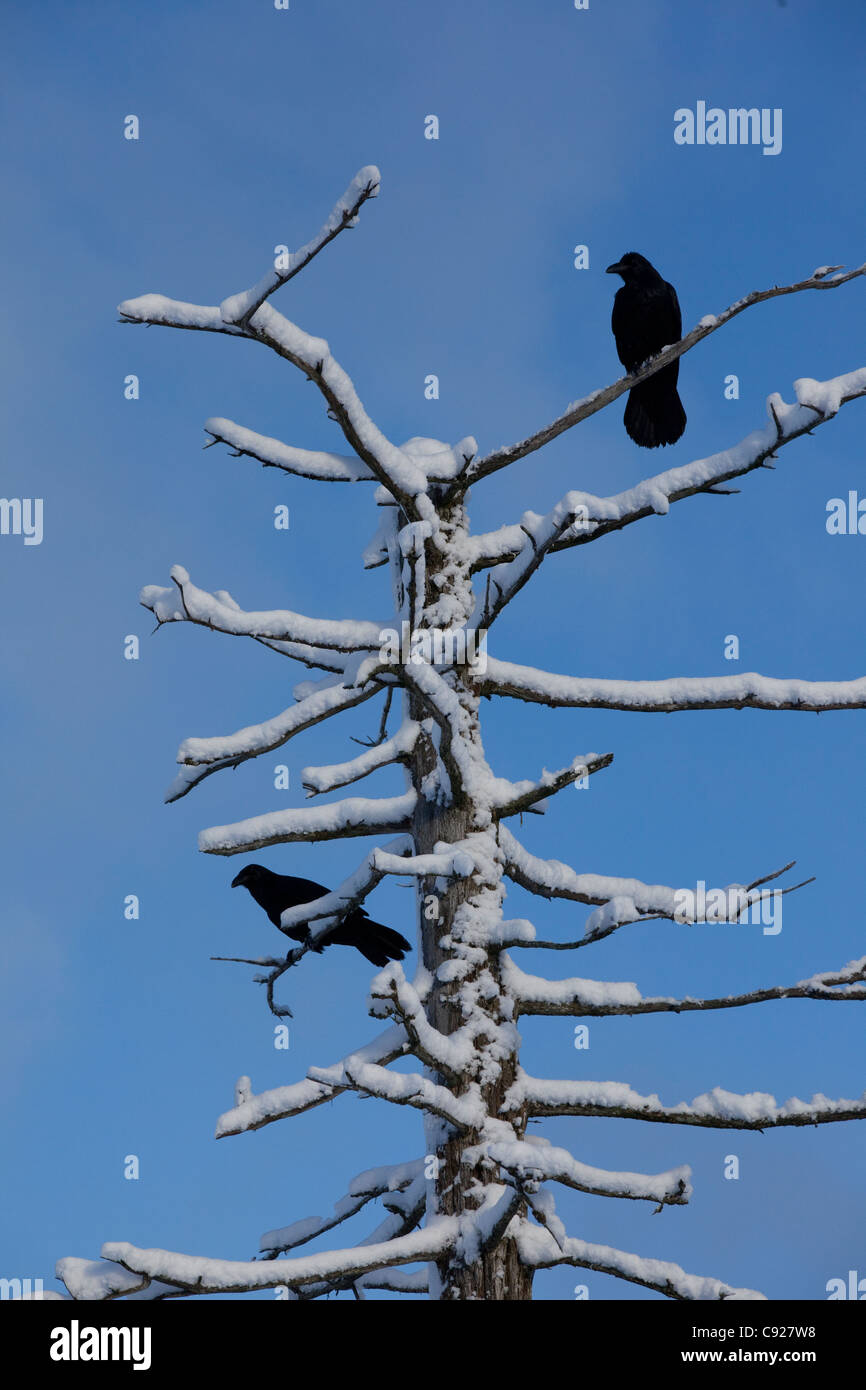 Les corbeaux perchés dans un tremblement de terre a tué couverte de neige dans la vallée de l'arbre Portage, Southcentral Alaska, Winter Banque D'Images