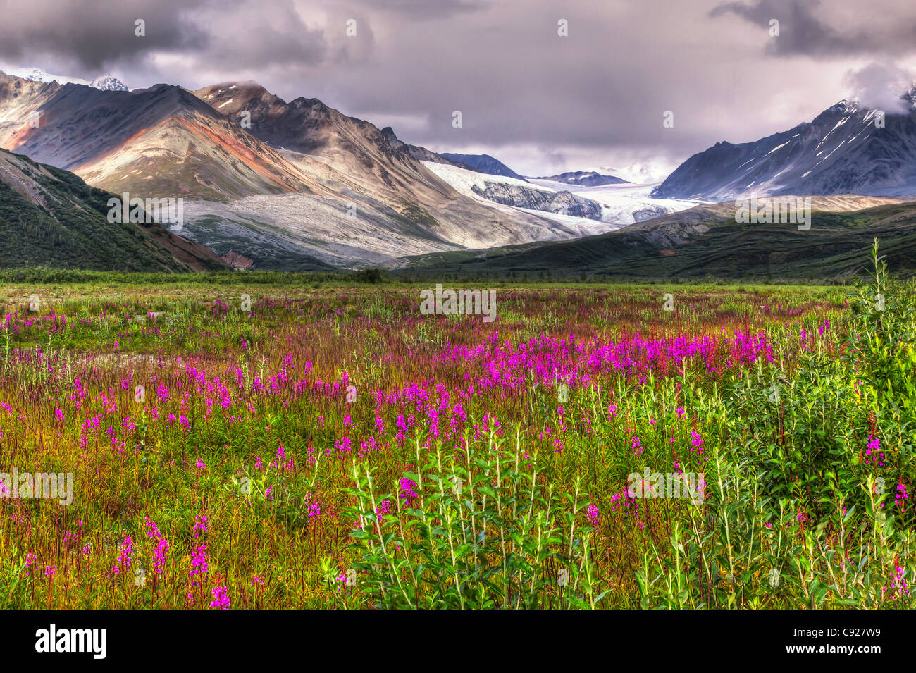 Vue panoramique du glacier Gulkana du Richardson Highway avec au premier plan l'épilobe, Southcentral Alaska, l'été, HDR Banque D'Images