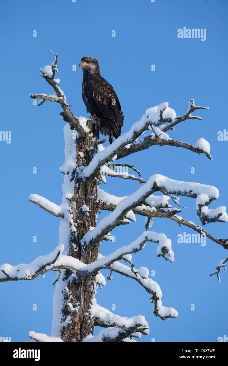 Un pygargue à tête blanche immature perches dans un tremblement de terre couverte de neige-tués dans la vallée de l'arbre Portage, Southcentral Alaska, Winter Banque D'Images