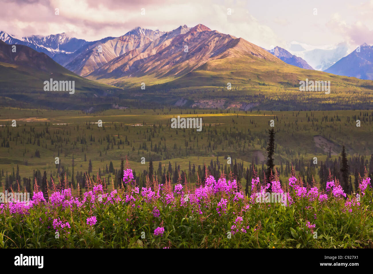 Vue de la montagnes Chugach épilobe avec en premier plan le long de la Glenn Highway, Southcentral Alaska, l'été, HDR Banque D'Images