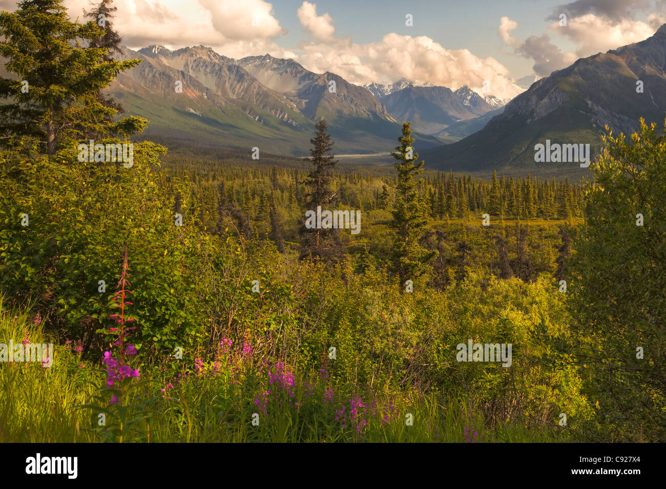 Vue de la montagnes Chugach épilobe avec en premier plan le long de la Glenn Highway, Southcentral Alaska, l'été, HDR Banque D'Images