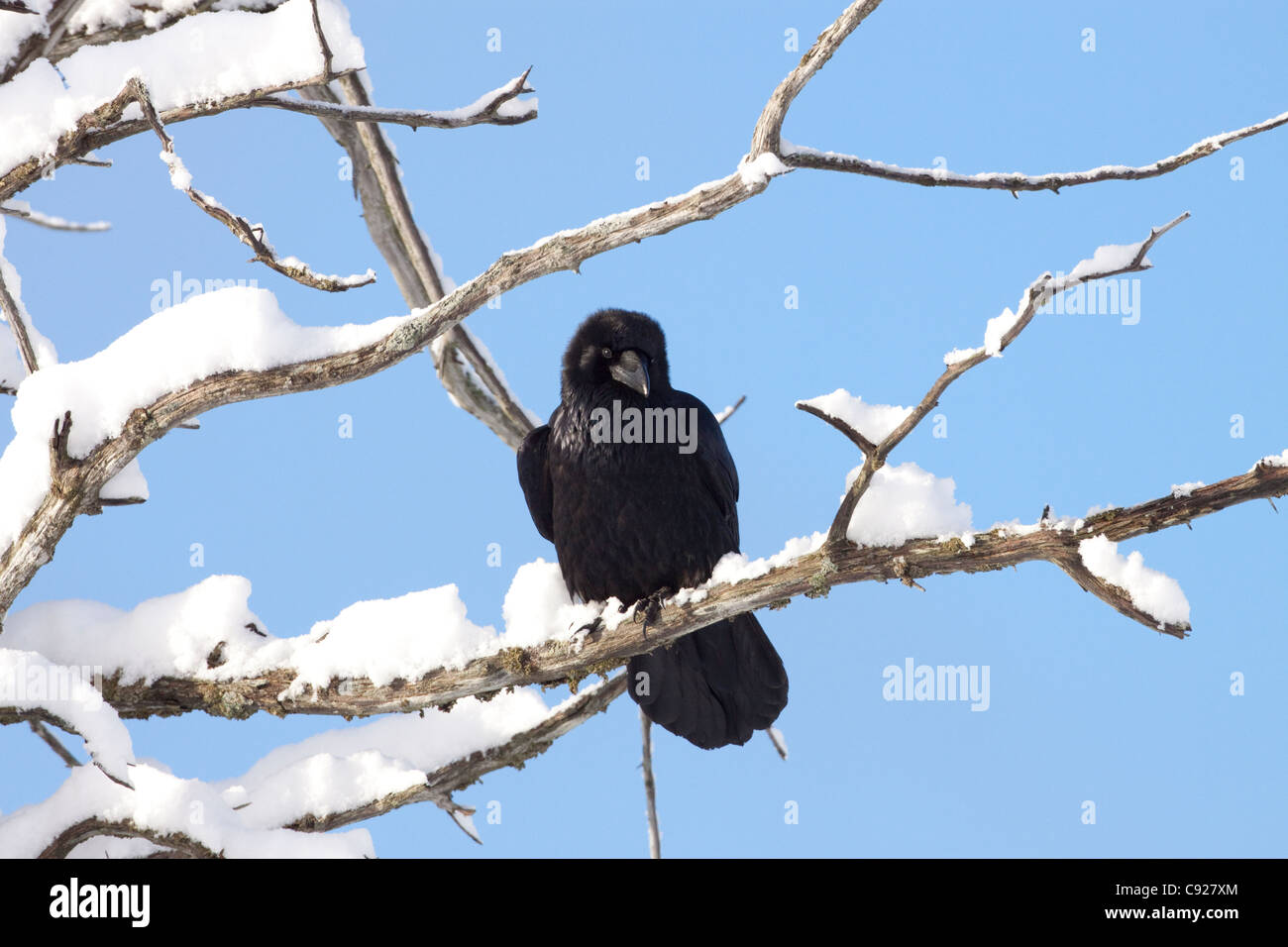 Corbeau perché dans un tremblement de terre a tué couverte de neige dans la vallée de l'arbre Portage, Southcentral Alaska, Winter Banque D'Images