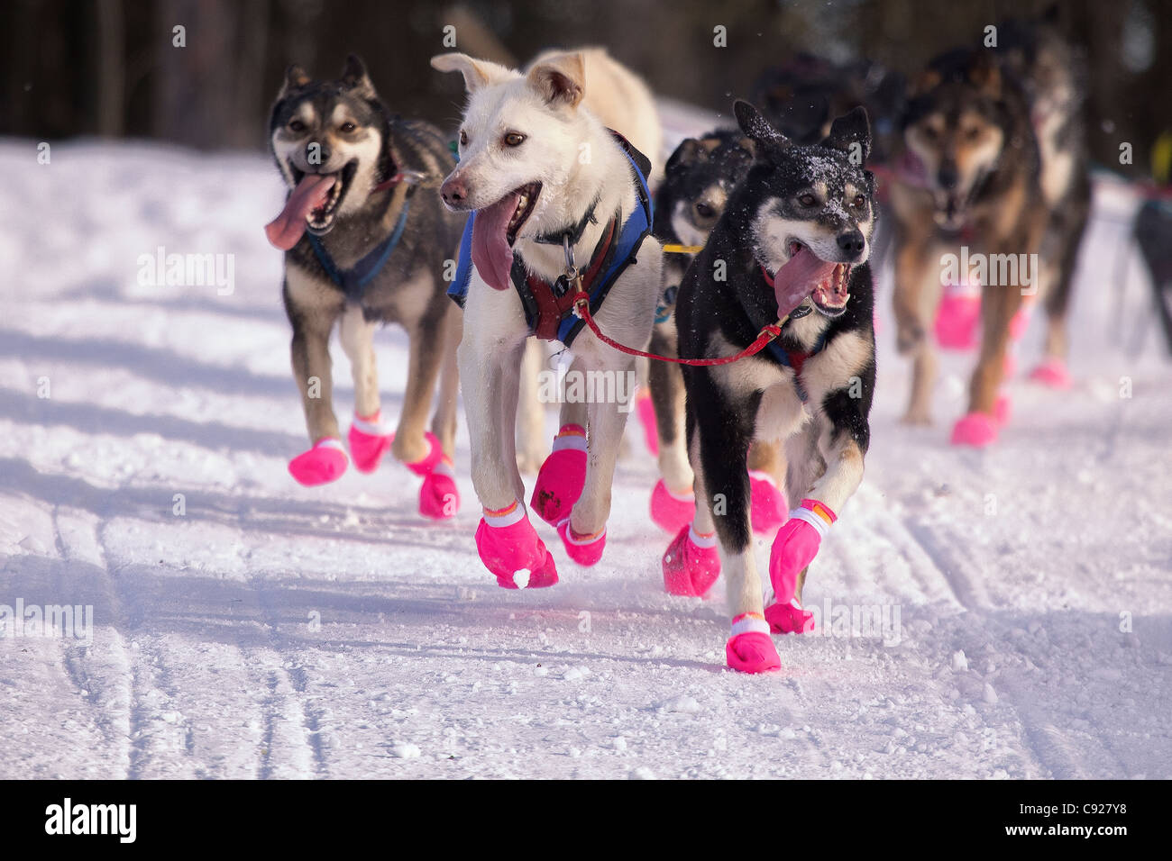 Newton Marshall's laisse chiens qui courent au cours de l'Iditarod 2011 Début de cérémonie à Anchorage, Southcentral Alaska, Winter Banque D'Images