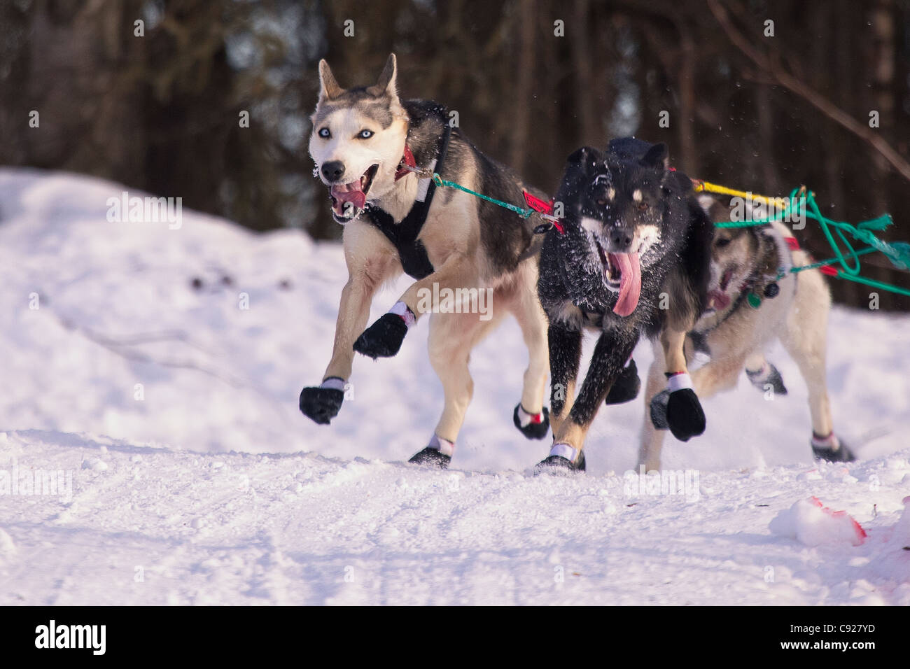 L'exemple de Zoya DeNure chiens qui courent au cours de l'Iditarod 2011 Début de cérémonie à Anchorage, Southcentral Alaska, Winter Banque D'Images