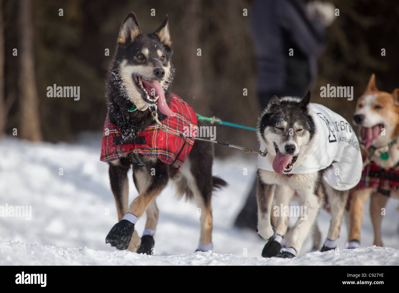 Wattie McDonald's conduire les chiens d'exécution lors de la cérémonie de départ 2011 Iditarod Anchorage, Southcentral Alaska, Winter Banque D'Images