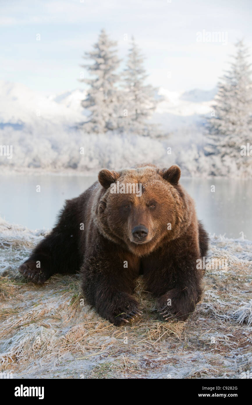 Captif : ours brun femelle pond on snowy hill avec scenic winterscape en arrière-plan, de l'Alaska Banque D'Images