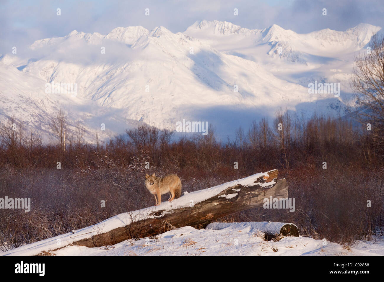 Coyote : captif se dresse sur un journal couvert de neige Neige pittoresques montagnes en arrière-plan, de l'Alaska Banque D'Images