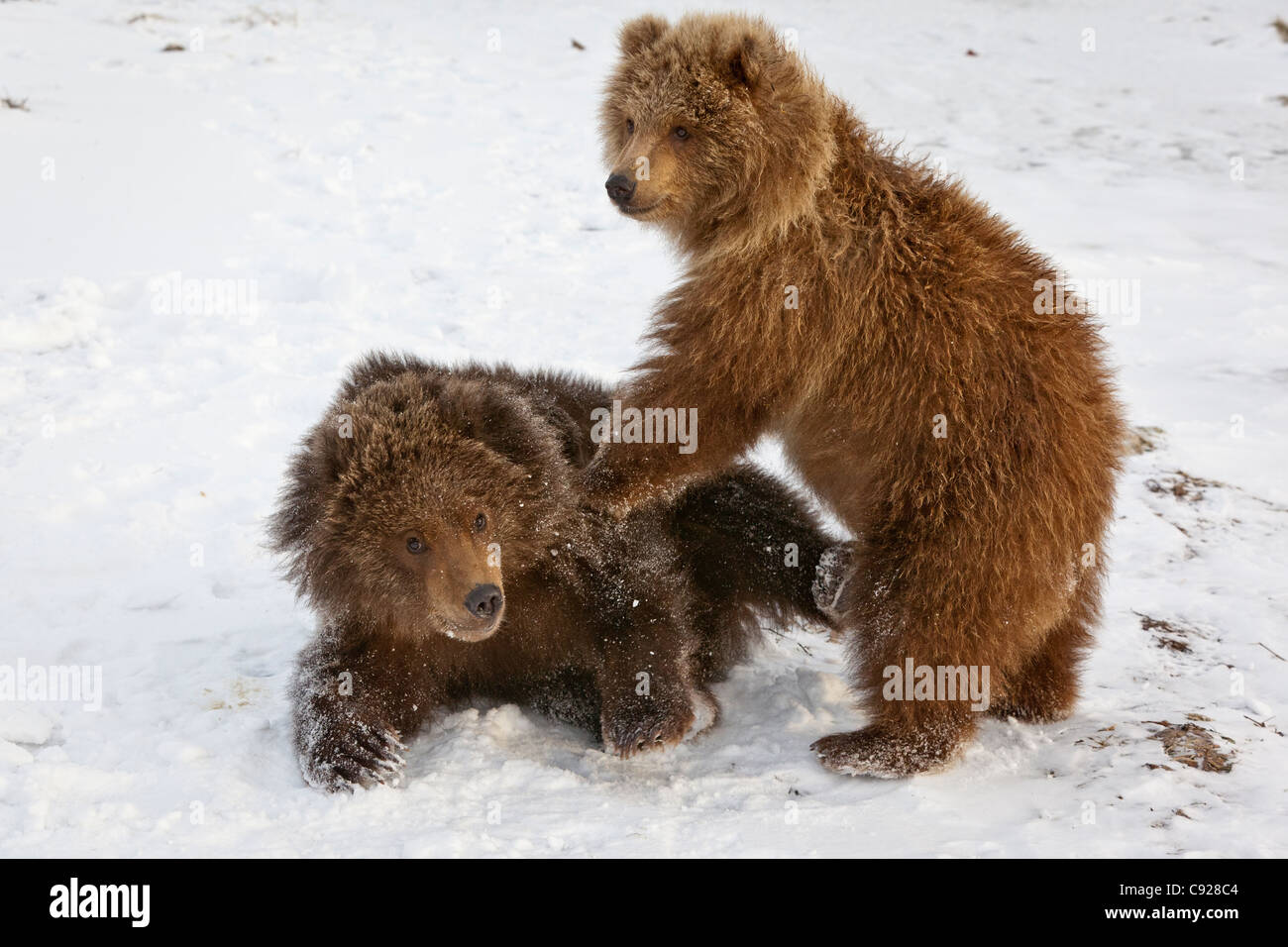 Captif : paire de petits ours brun kodiak jouer et se débattre dans la neige à l'Alaska Wildlife Conservation Center, Alaska Banque D'Images