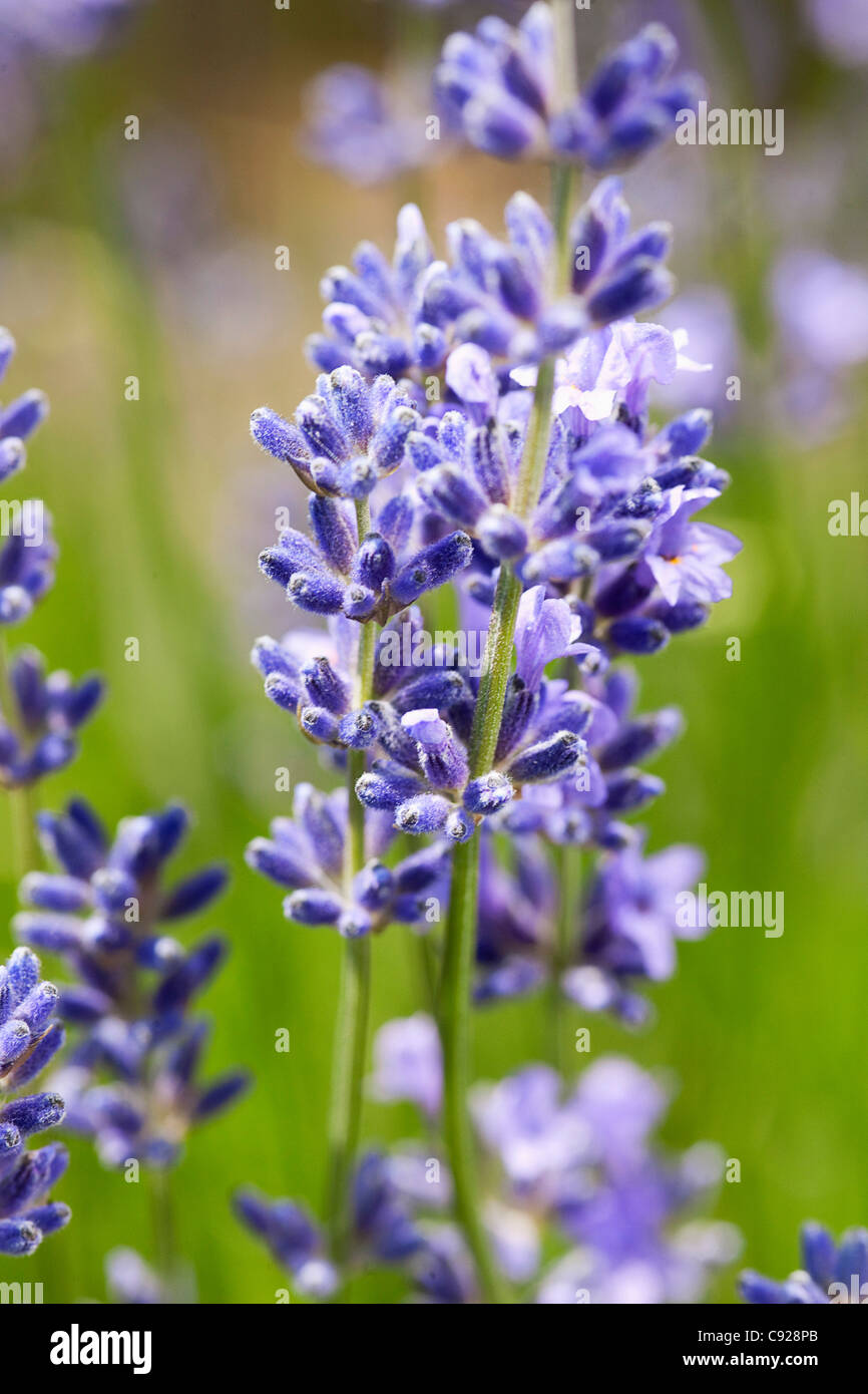 Lavandula angustifolia (Lavande Anglaise, Narrow-Leaved lavande), close-up Banque D'Images