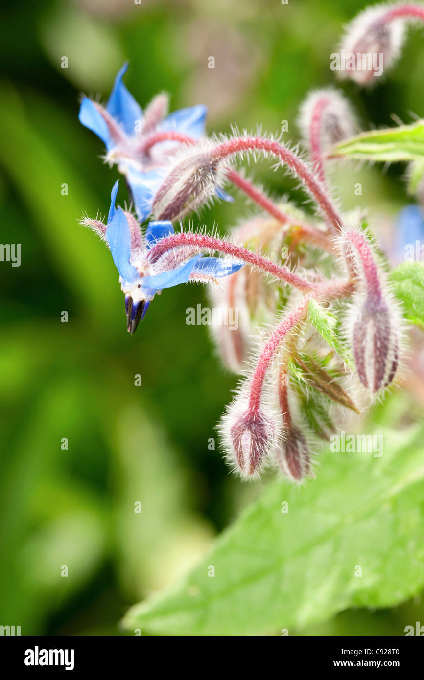 Borago officinalis (bourrache) fleurs Banque D'Images
