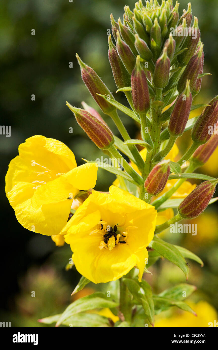 Oenothera glazioviana Banque de photographies et d'images à haute  résolution - Alamy