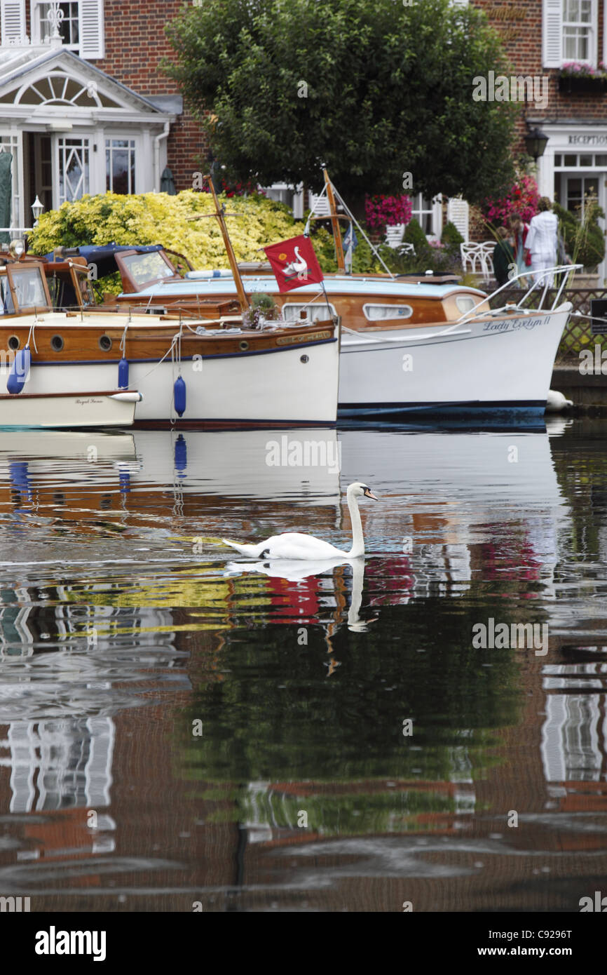 Un cygne muet passe par les navires amarrés à l'extérieur du Compleat Angler avant le début de la journée, lever le cygne de Marlow, Angleterre Banque D'Images