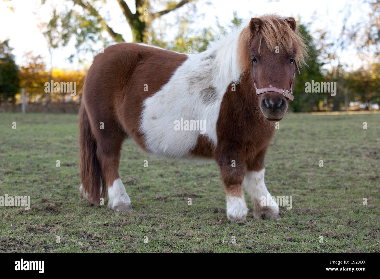Brown White Miniature Shetland Pony Banque D Image Et Photos Alamy