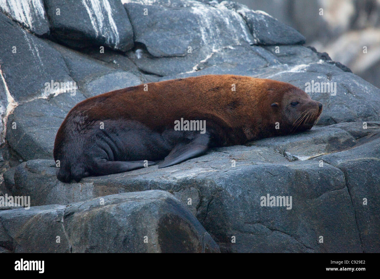 Le Chili, Parque Nacional Pan de Azucar, l'île de Pan de Azucar, sea lion resting on rock Banque D'Images