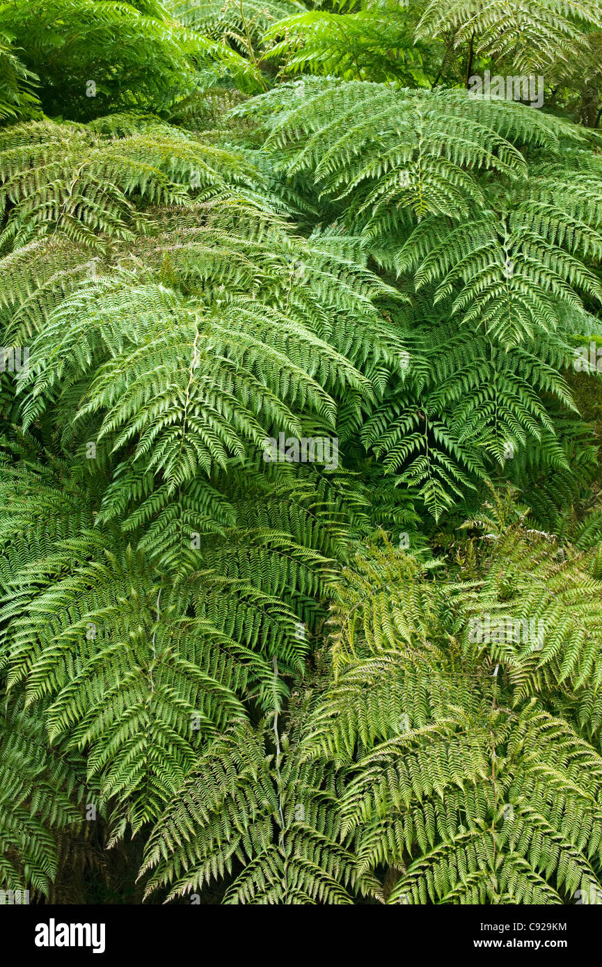 Le Chili, près de Puerto Montt, Alerce Andino Parc National, fougères Banque D'Images