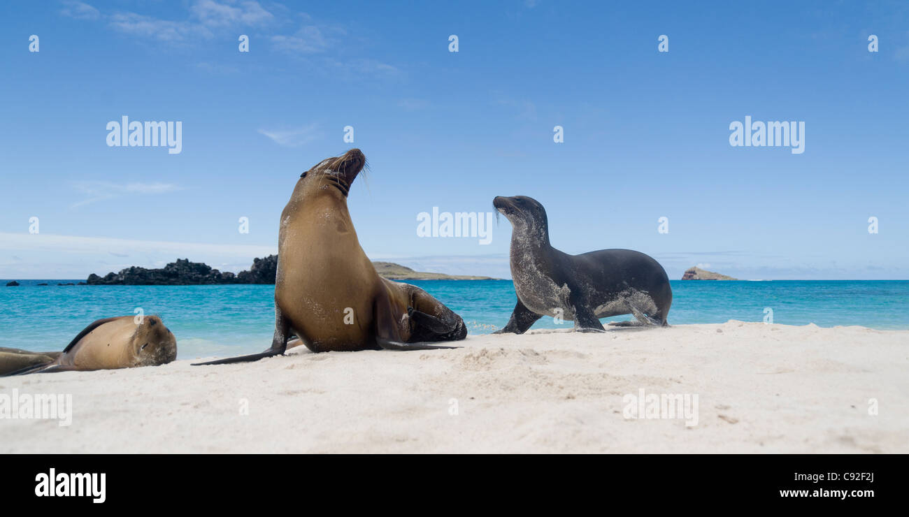 Le lion de mer Galapagos (Zalophus californianus wollebacki) sur la plage, Gardner Bay, Espanola Island, îles Galapagos, Equateur Banque D'Images