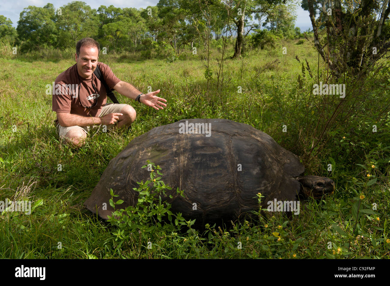 Une tortue géante montrant touristiques, l'île de santa cruz, Galapagos, Equateur Banque D'Images