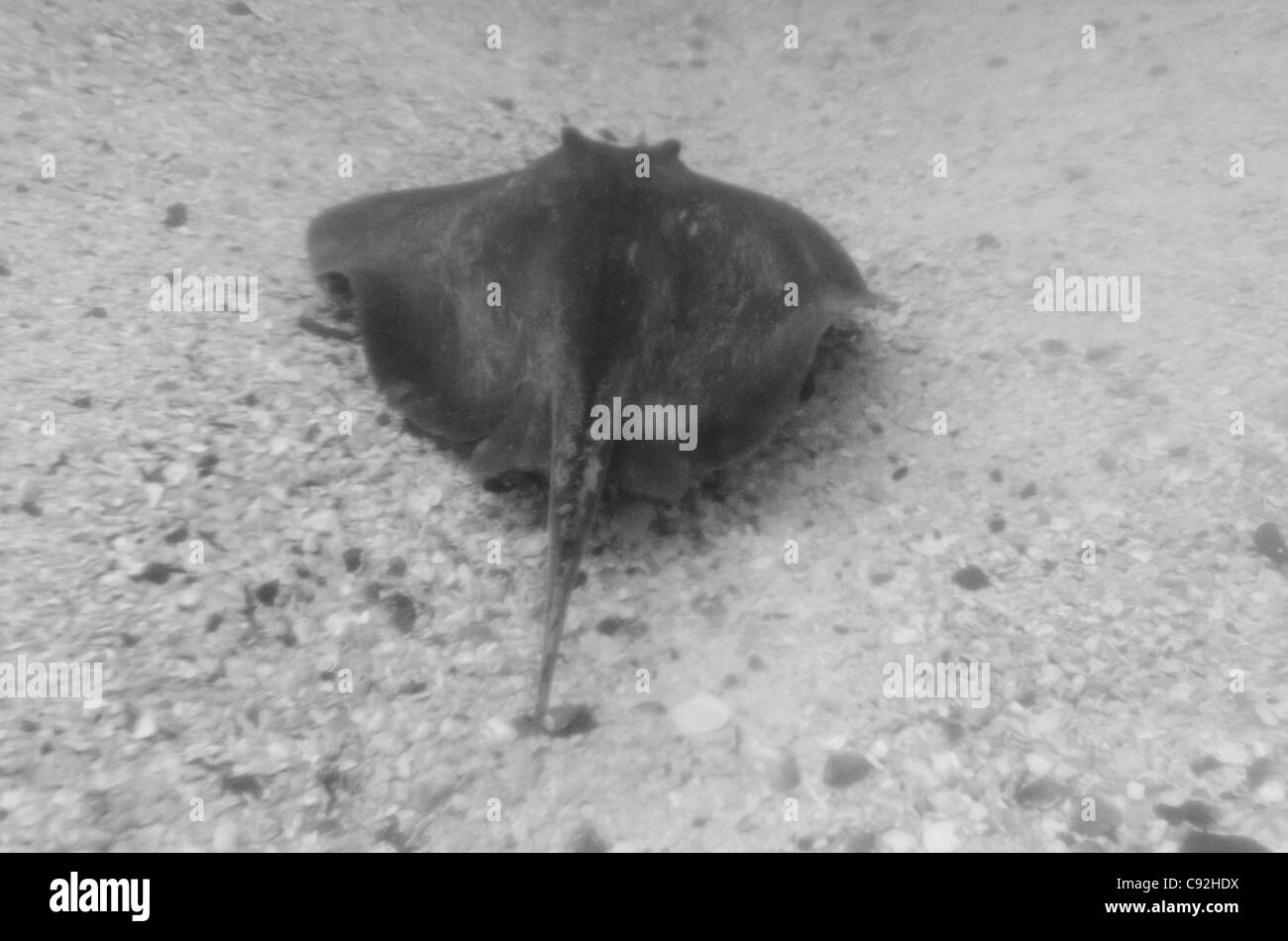 Stingray sous l'eau, l'île de San Cristobal, îles Galapagos, Equateur Banque D'Images