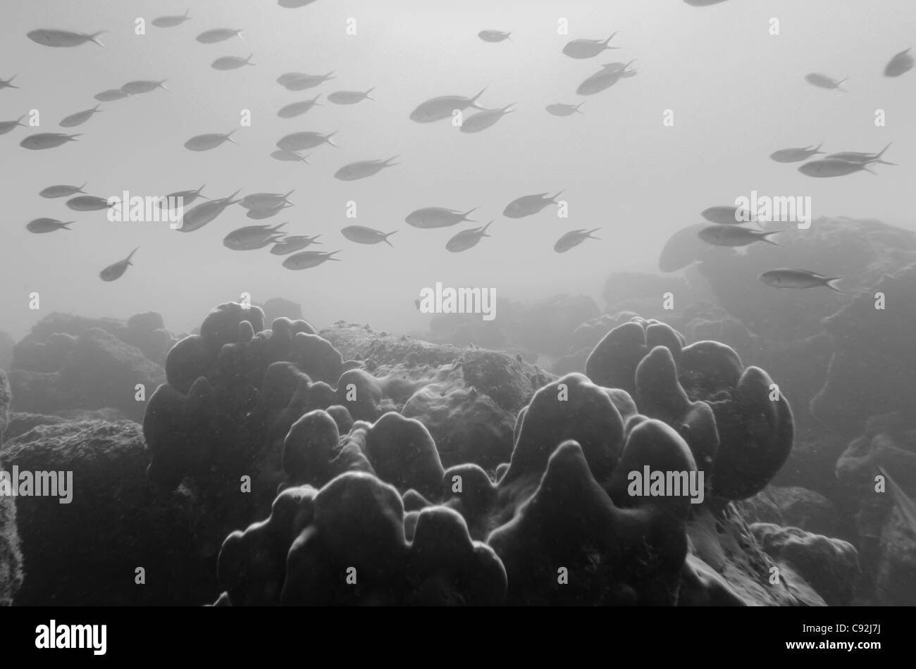 Banc de poissons nager sous l'eau, l'île de Santa Cruz, Galapagos, Equateur Banque D'Images