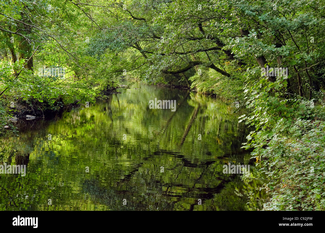 La fin de l'été branches en surplomb et réflexions sur la rivière Teign Dunsford Nature Réserver Devon UK Banque D'Images