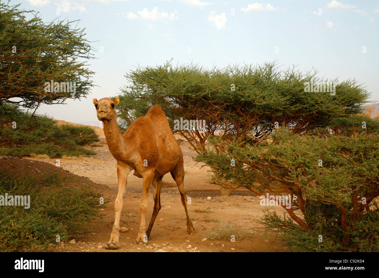 Des chameaux dans Wadi Araba, la Jordanie. Banque D'Images