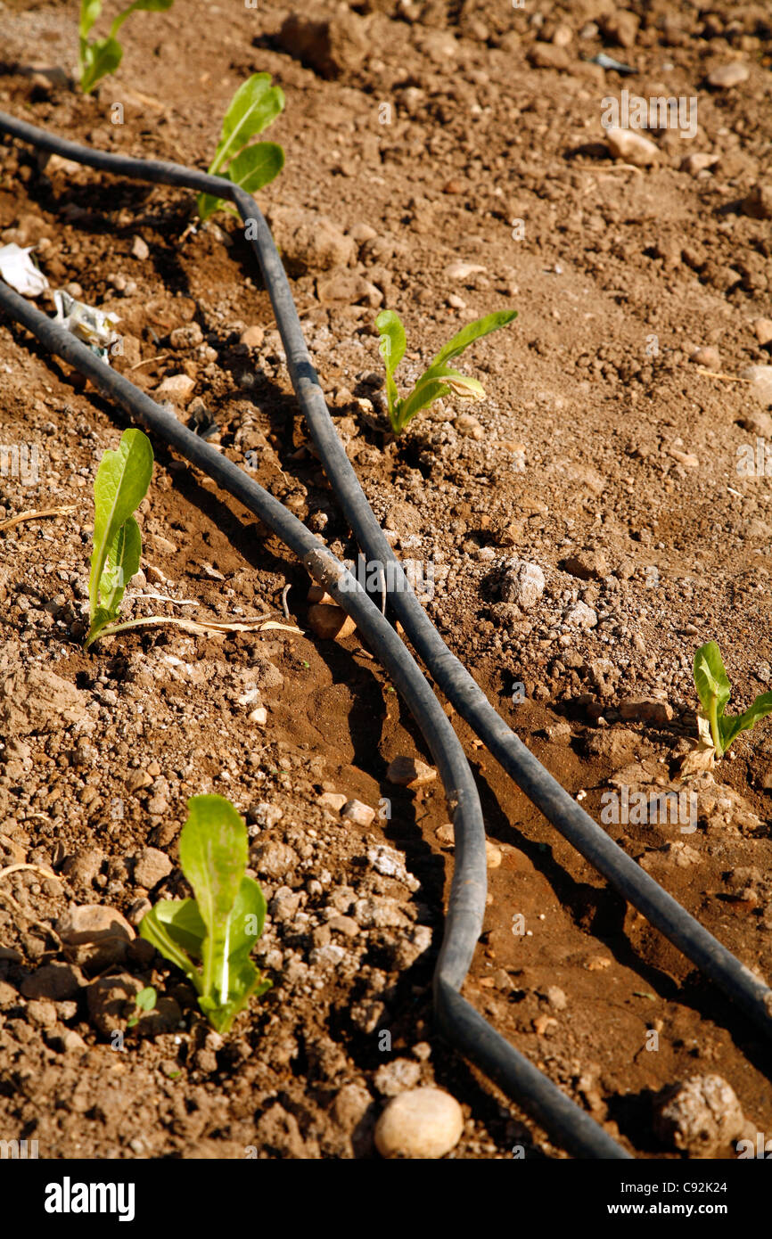 Fuite d'irrigation dans la vallée du Jourdain, en Jordanie. Banque D'Images
