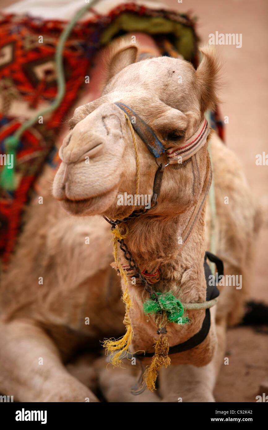 Portrait d'un chameau, Petra, Jordanie. Banque D'Images