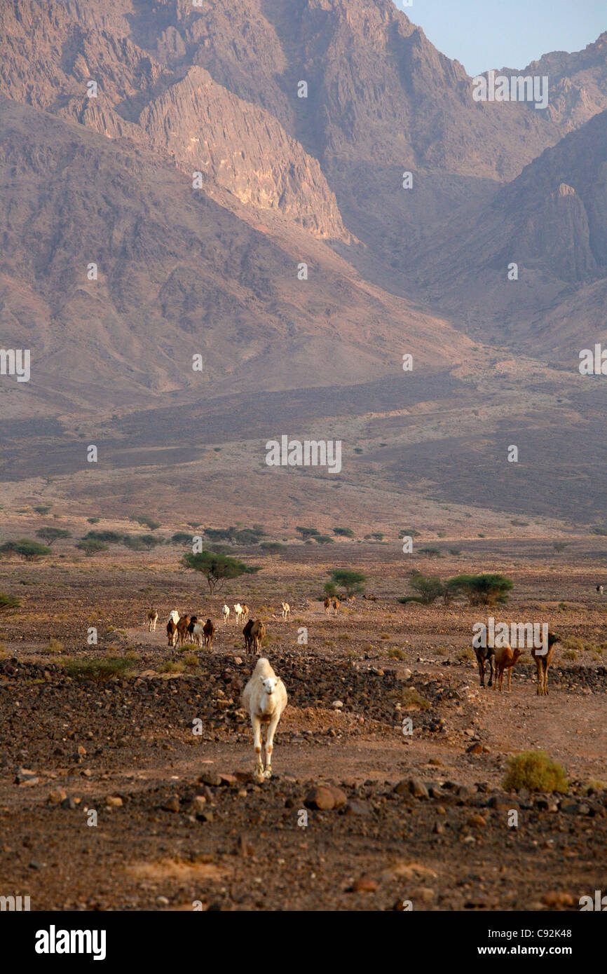 Des chameaux dans Wadi Araba, la Jordanie. Banque D'Images
